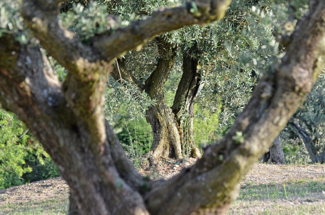 Olives Château Virant