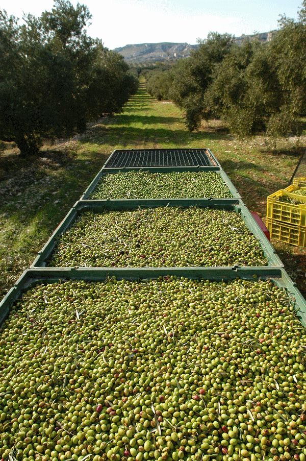 Olives & pallox