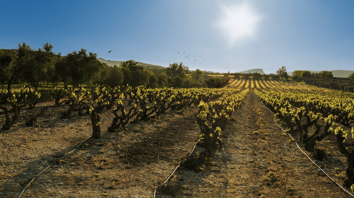 Vignes Château Virant